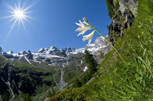 Nivolet: un passo alla volta. Confermata per il 2026 la regolamentazione degli accessi alla SP50 Nivolet: un passo alla volta. Confermata per il 2026 la regolamentazione degli accessi alla SP50
