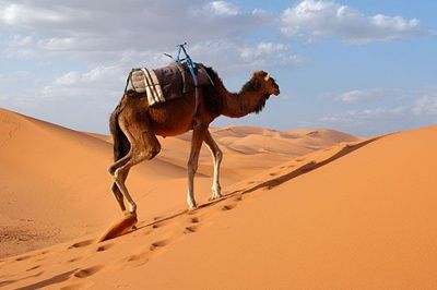 IL CAMMELLO, LA NAVE DEL DESERTO