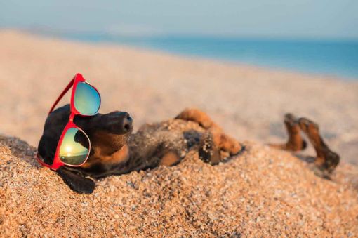 Le regole per portare i cani anche in spiaggia Le regole per portare i cani anche in spiaggia
