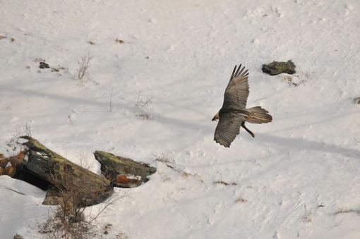 Istituita una zona a tutela della nidificazione del gipeto in Valnontey,