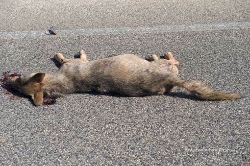 La carcassa di un lupo (fonte italianwildwolf.com)