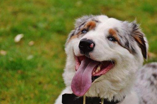 Perché l’occhio del cane lacrima? Ecco i possibili motivi