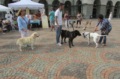 Al Randa Festival 2017 raccolti oltre 1.200 euro per il canile/gattile regionale