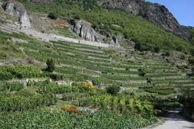 Viticoltura eroica, l’Unione Italiana Vini lancia Enovitis Extrême Viticoltura eroica, l’Unione Italiana Vini lancia Enovitis Extrême