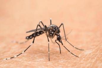 Cina, è allarme Chikungunya: oltre 7.700 casi Cina, è allarme Chikungunya: oltre 7.700 casi