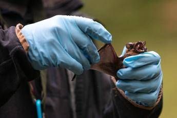 Coronavirus, pipistrelli e suini, lo studio sui rischi negli allevamenti del Nord Italia