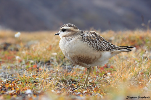 La migrazione in natura