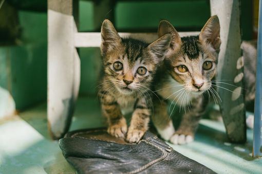 Proteggere i nostri piccoli amici: come applicare l'antipulci nei cuccioli e gattini