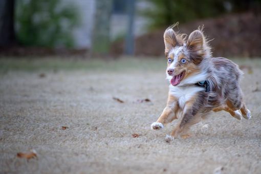 Florentero Fast: una soluzione efficace per il tuo pet durante periodi di stress e convalescenza