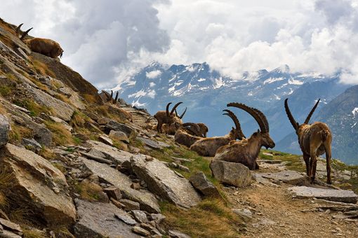Non solo ghiaccio, comprendre la montagne qui change