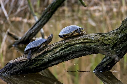 San Valentino e gli amori bestiali, nelle oasi WWF
