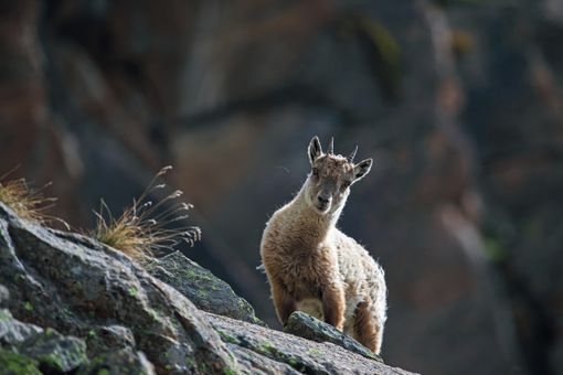 IBEX. De sa survie dans le Parc National du Grand Paradis en Vallée d’Aoste à symbole des Alpes IBEX. De sa survie dans le Parc National du Grand Paradis en Vallée d’Aoste à symbole des Alpes