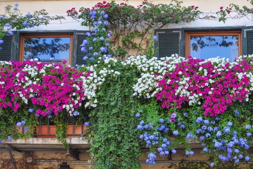 Courmayeur: Balconi fioriti, giardini curati, dehors invitanti per far dimenticare il coronavirus Courmayeur: Balconi fioriti, giardini curati, dehors invitanti per far dimenticare il coronavirus