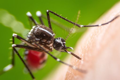 CONFERMATO IL PRIMO CASO DI FEBBRE DENGUE IN VALLE D’AOSTA