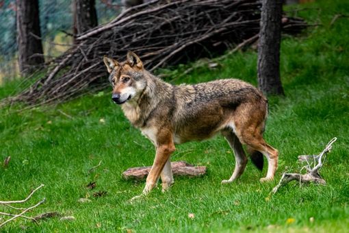 Danni da fauna protetta, cambia tutto: più soldi, meno burocrazia