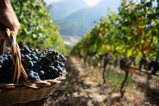 Vendemmia 2025 in Valle d’Aosta: qualità e tradizione tra le montagne