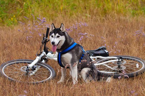 VIETATO FARSI TRAINARE DAL CANE IN BICICLETTA