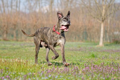 In cerca di casa In cerca di casa