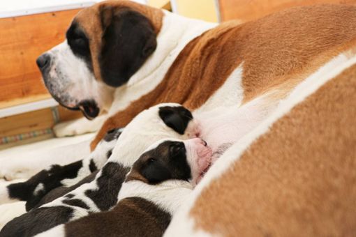 La felicità di un cucciolo moltiplicata per quattro La felicità di un cucciolo moltiplicata per quattro