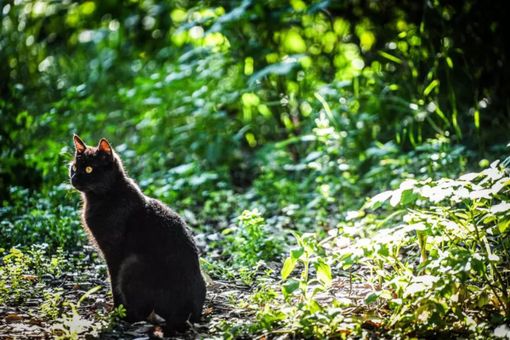 Cogne, il silenzio dei gatti Cogne, il silenzio dei gatti