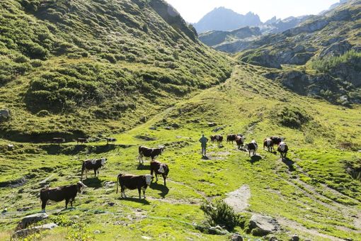 Denunciati due pensionati in escursione a Cogne Denunciati due pensionati in escursione a Cogne