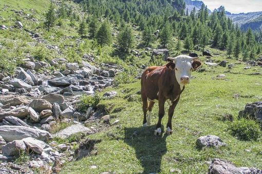 Intesa con Piemonte e Liguria per maggiore autonomia gestione fondi agricoli Intesa con Piemonte e Liguria per maggiore autonomia gestione fondi agricoli