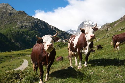 La zootecnia di montagna soffre i ritardi di un concreto Piano di sviluppo La zootecnia di montagna soffre i ritardi di un concreto Piano di sviluppo