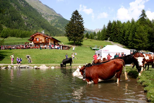 Per la dermatite bovina stop ad “Alpages Ouverts” la festa degli alpeggi Per la dermatite bovina stop ad “Alpages Ouverts” la festa degli alpeggi