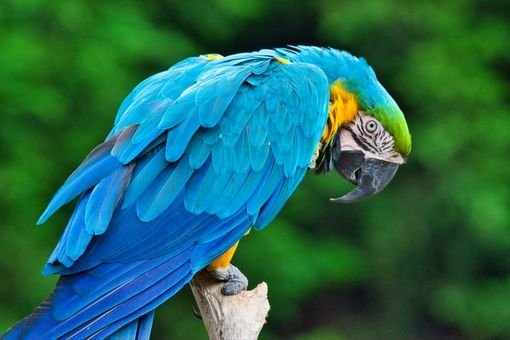 Volare è una necessità fisica e psicologica di ogni uccello