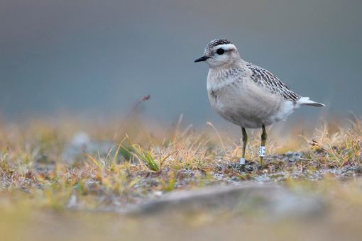 Un Piviere Tortolino dalla Finlandia al Parco Nazionale Gran Paradiso