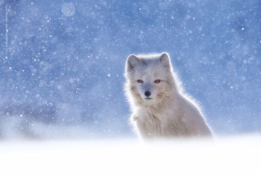 La foto 'Volpe artica nella tormenta di neve' di Samuele Parentella vince il 15esimo concorso  Fondation Grand Paradis
