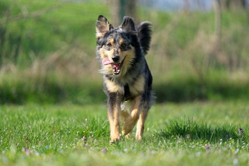 Quattro zampe in cerca di casa