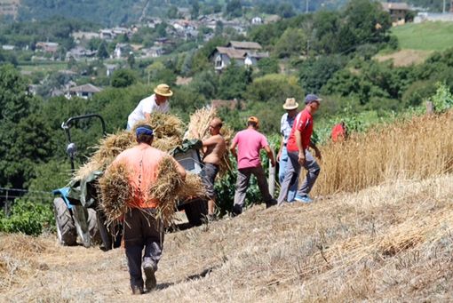 Un momento della trebbiatura