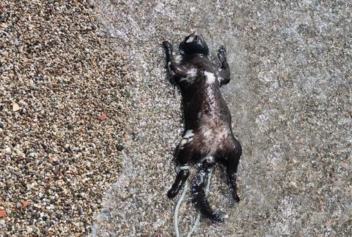 Gattino legato per le zampette e gettato in mare a Messina Gattino legato per le zampette e gettato in mare a Messina