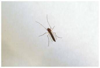 West Nile, saliti a 9 i morti in Italia. Bassetti: "Non intasare i pronto soccorso"