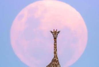 Luna di Fragola in arrivo, cosa succede l'11 giugno 2025 e come osservarla Luna di Fragola in arrivo, cosa succede l'11 giugno 2025 e come osservarla