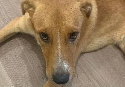 MIKY CUCCIOLO TRADITO PIEMONTE MIKY CUCCIOLO TRADITO PIEMONTE