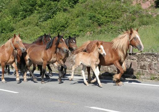 Cavalli lungo la Statale 26, traffico paralizzato alle porte di Aosta