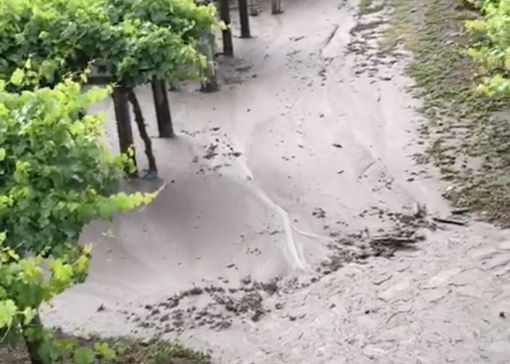 Vignaa allagata Vignaa allagata