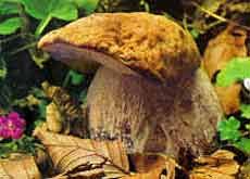 Riapre l'Ispettorato Usl che controlla i funghi raccolti Riapre l'Ispettorato Usl che controlla i funghi raccolti