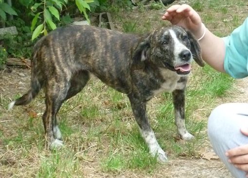 ITTY FINALMENTE E' RINATA, ESCE A GUINZAGLIO E ADORA LE COCCOLE