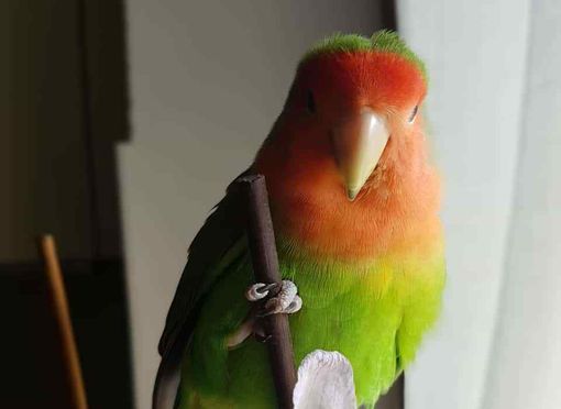 Corretta dieta dei pappagalli inseparabili: cosa sapere