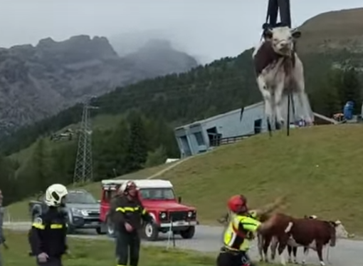 Il recupero di uno dei bovini salvatisi nella caduta Il recupero di uno dei bovini salvatisi nella caduta