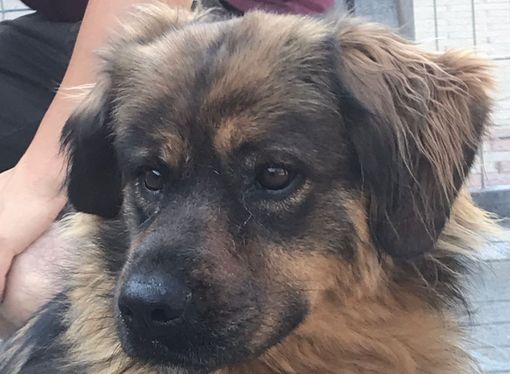 UBALDA E' ADOTTABILE ANCHE A DISTANZA UBALDA E' ADOTTABILE ANCHE A DISTANZA