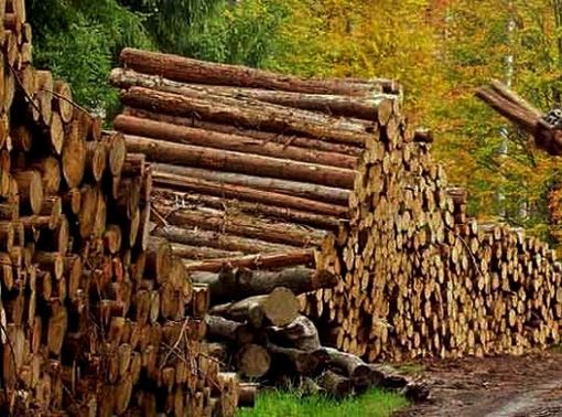 COURMAYEUR: PROCEDURE PER VENDITA LEGNAME: OFFERTE e DOMANDE ENTRO FINE MAGGIO