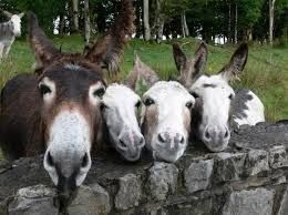 Il mondo degli…..Asinelli (Parte 3)