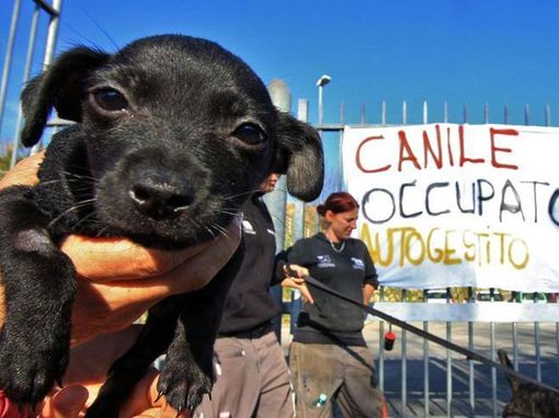 Grido di allarme dai canili italiani, 30.000 cani sono denutriti e rischiano di morire