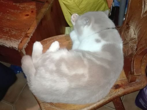 Henriette e la gatteria