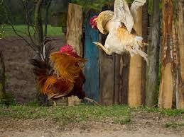 L'OPINIONE DI UN LETTORE: C'è chi si comporta come i capponi di Renzo nei Promessi sposi