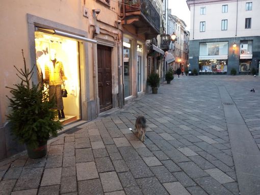 Gli alberi di Nessuno Gli alberi di Nessuno